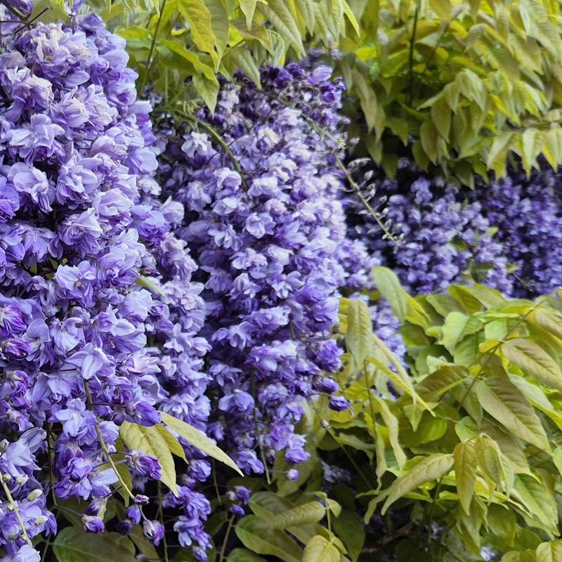 Wisteria floribunda 'Ed's Blue Dragon'