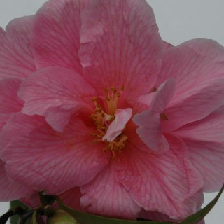Camellia x 'Spring Festival'