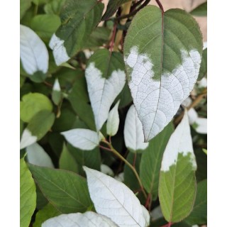 Actinidia tetramera var. maloides - variegated leaves