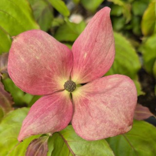 Cornus kousa 'Satomi Compact'