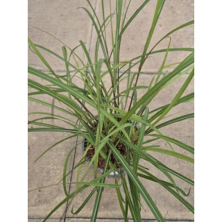 Miscanthus 'Red Chief' - young plant