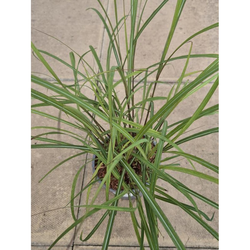 Miscanthus 'Red Chief' - young plant