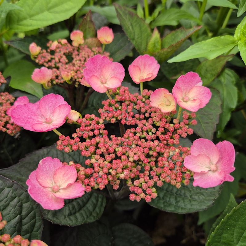 Hydrangea serrata 'Daredevil' - flowers