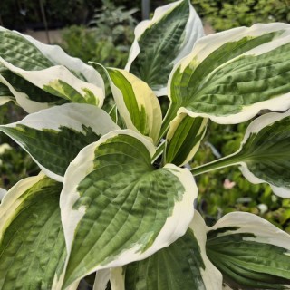 Hosta 'Patriot' - summer leaves