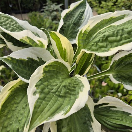 Hosta 'Patriot' - summer leaves