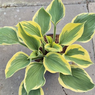 Hosta 'Liberty'