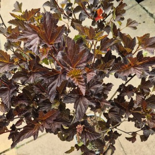 Physocarpus opulifolius 'Brown Sugar' - early summer leaves