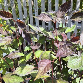 Cornus alba 'Nightfall' - leaves