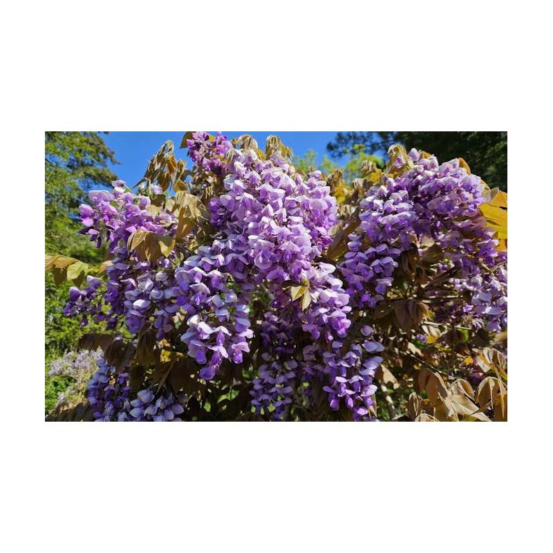 Wisteria brachybotrys 'Okayama' - flowers