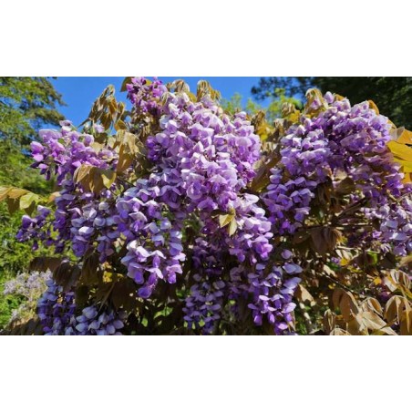 Wisteria brachybotrys 'Okayama' - flowers