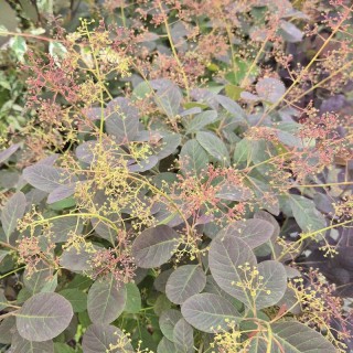 Cotinus coggygria 'Magical Red Fountain' - flowers in summer