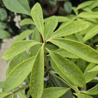 Illicium jiadifengpi - young leaves