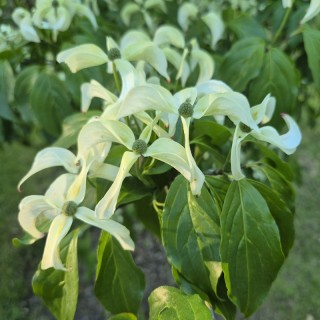 Cornus kousa 'Couronne' - flower bracts