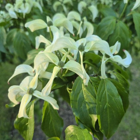 Cornus kousa 'Couronne' - flower bracts