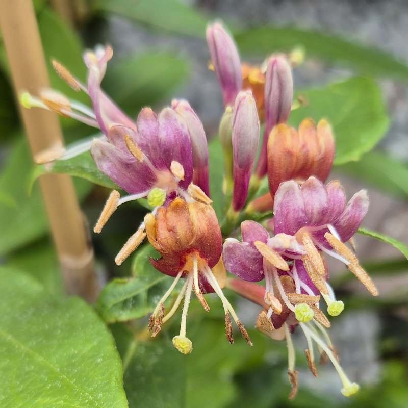 Lonicera henryi - summer flowers