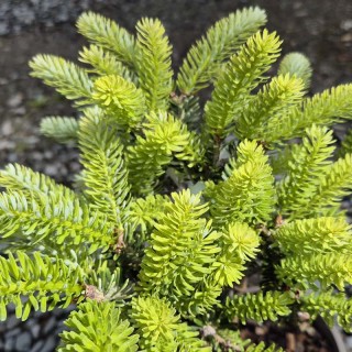 Abies koreana 'Aurea' - young spring leaves