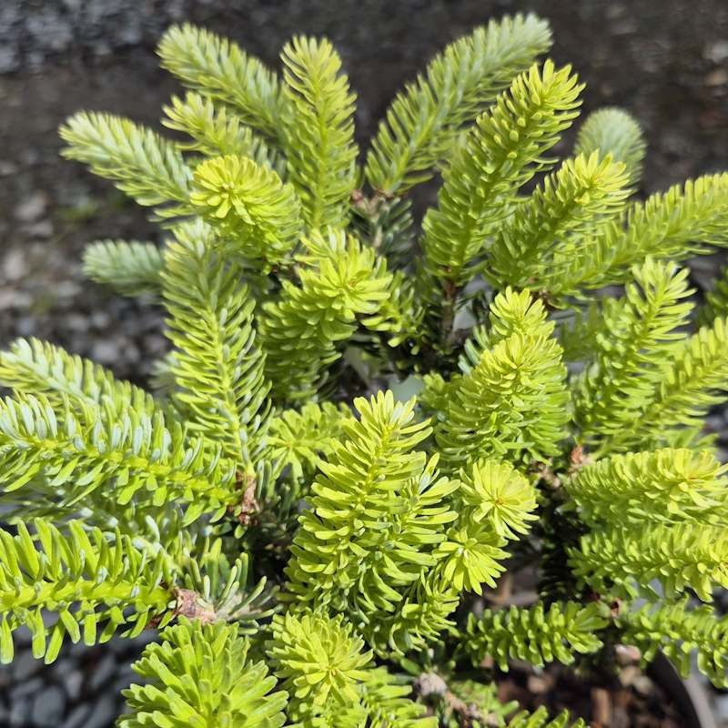 Abies koreana 'Aurea' - young spring leaves