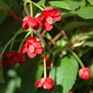 Schisandra rubriflora - flowers in early summer.