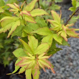 Acer palmatum 'Winter Flame' - summer leaves