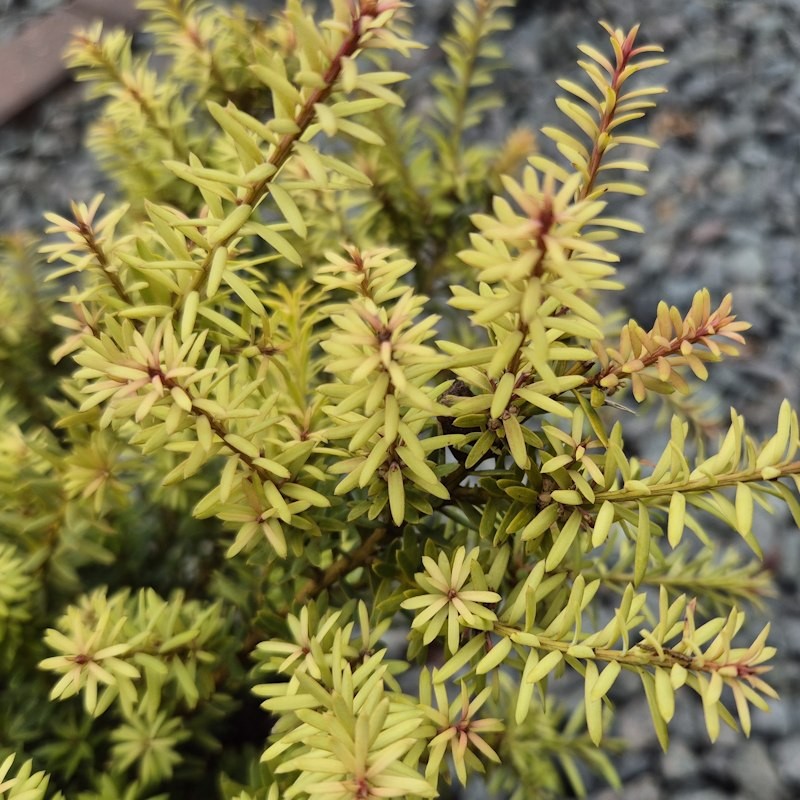 Podocarpus 'Flame' - summer foliage