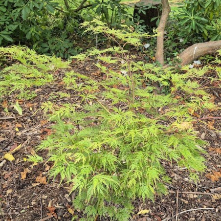 Acer palmatum 'Emerald lace' - young plant in June