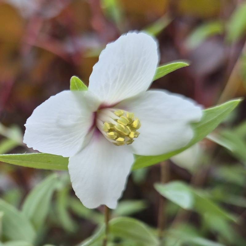 Philadelphus maculatus 'Sweet Clare' - flowers in early summer