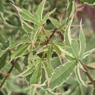 Acer palmatum 'Beni-schichi-henge' - leaves in June