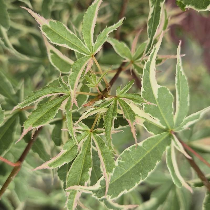 Acer palmatum 'Beni-schichi-henge' - leaves in June