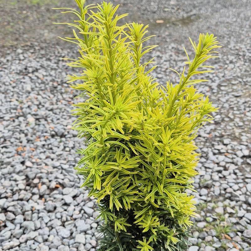 Taxus baccata 'David' - golden young leaves