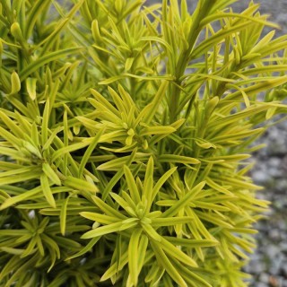 Taxus baccata 'David' - close up of summer leaves
