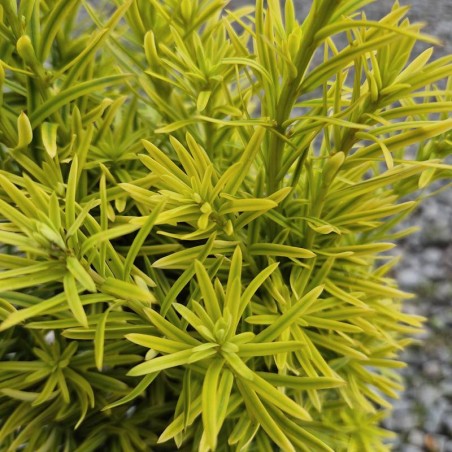 Taxus baccata 'David' - close up of summer leaves