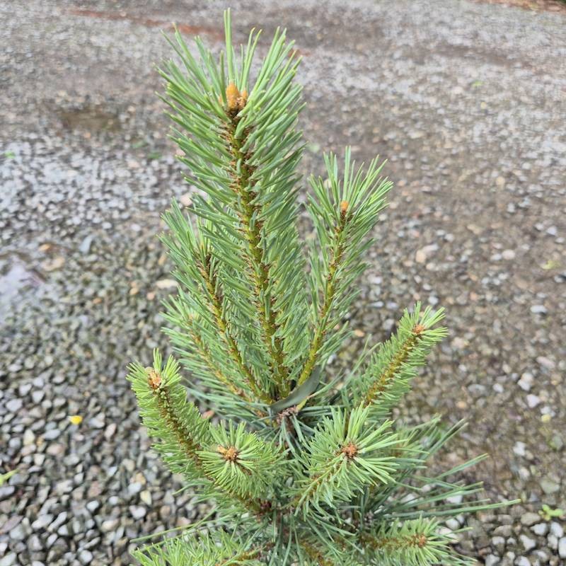 Pinus sylvestris 'Watereri' - young growth in early summer