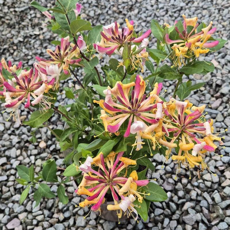 Lonicera periclymenum 'Strawberries and Cream' - flowers in June