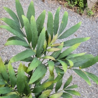 Mahonia sinensis - leaves in June