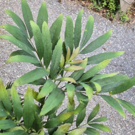 Mahonia sinensis - leaves in June