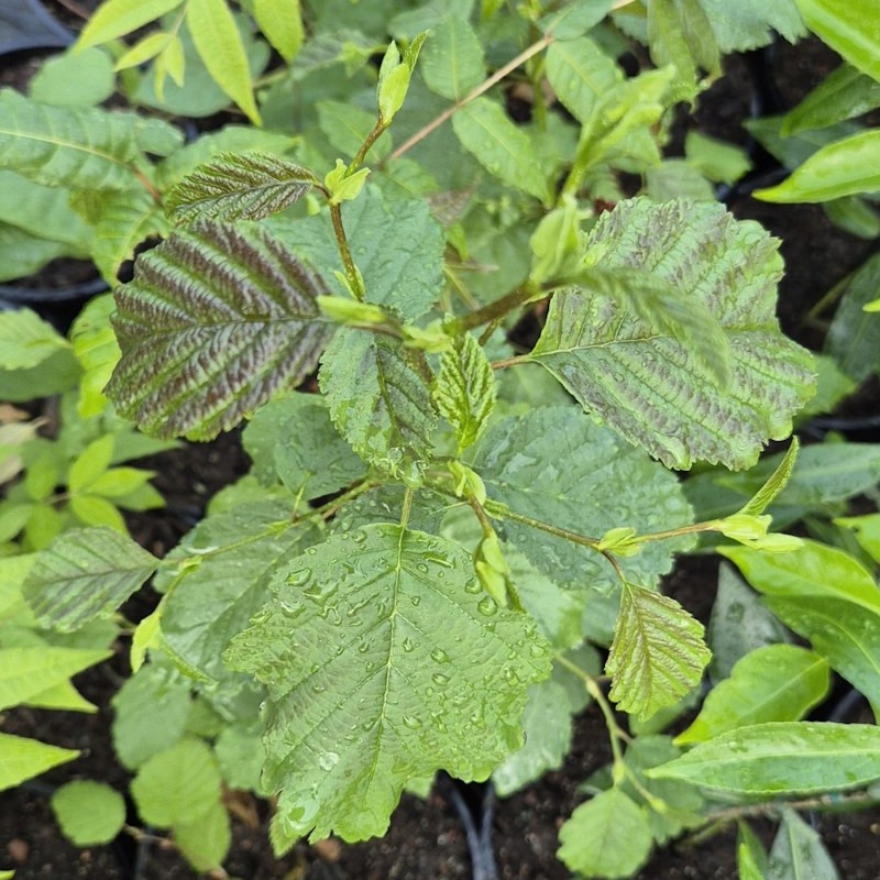 Alnus inokumae