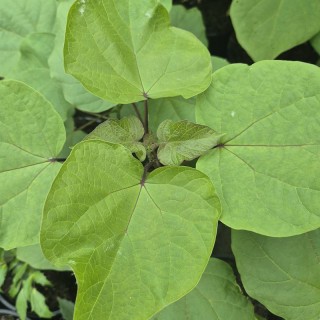 Catalpa szechuanica - early summer leaves