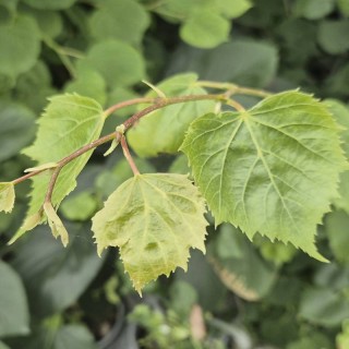 Tilia x 'Blue Star' - young leaves in early summer