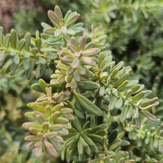 Podocarpus ‘Bluey’ - leaves in early summer