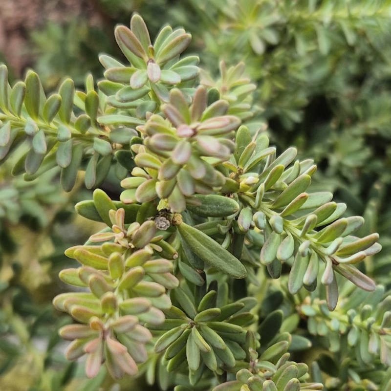 Podocarpus ‘Bluey’ - leaves in early summer