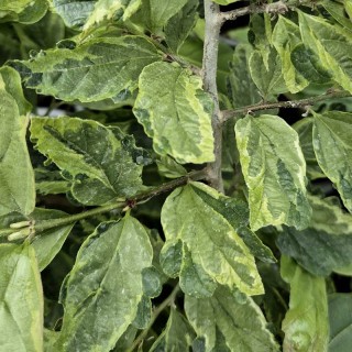 Parrotia persica ‘Persian Lace’ - leaves in early summer