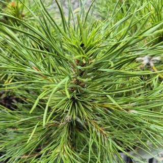 Pinus nigra ‘Moseri’ - young leaves in early summer.