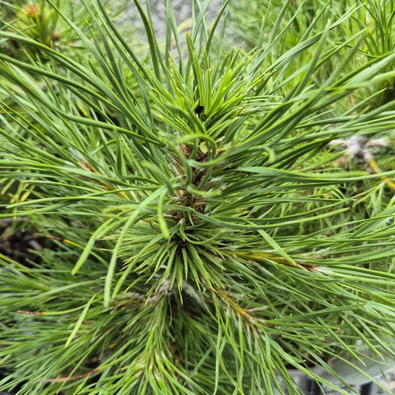 Pinus nigra ‘Moseri’ - young leaves in early summer.