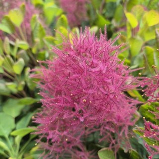 Cotinus coggygria 'Smokey Joe' - flowers in summer