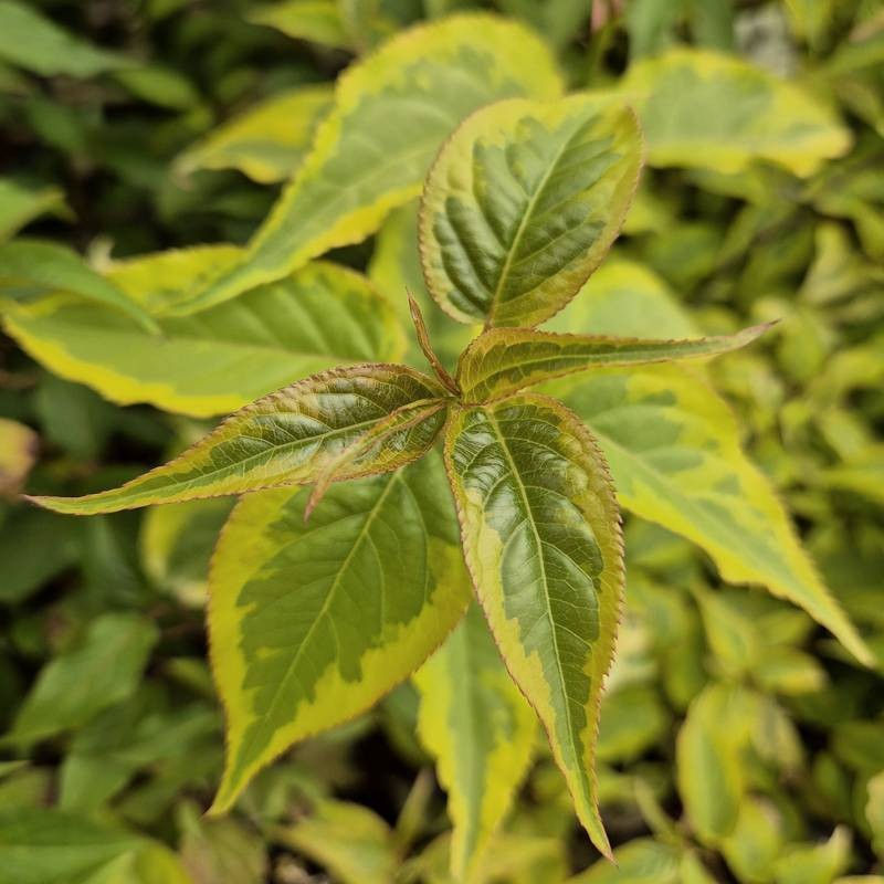 Stachyurus chinensis 'Joy Forever' - variegated yellow and green leaves in summer