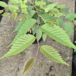 Zelkova sinica - dark green leaves in early summer.