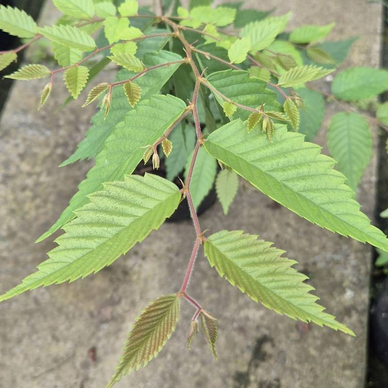 Zelkova sinica - dark green leaves in early summer.