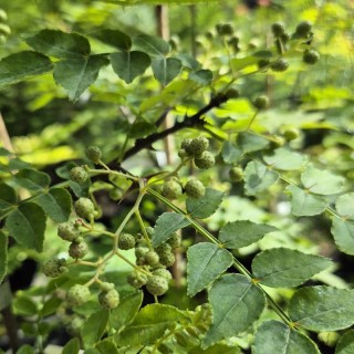 Zanthoxylum bungeanum - clusters of small, green fruit developing in mid summer.