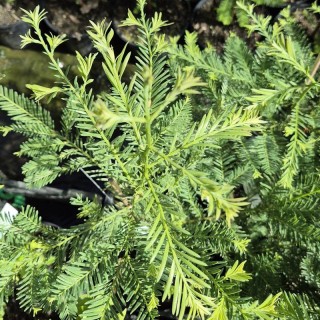 Sequoia sempervirens 'Martin'  young leaves in early summer