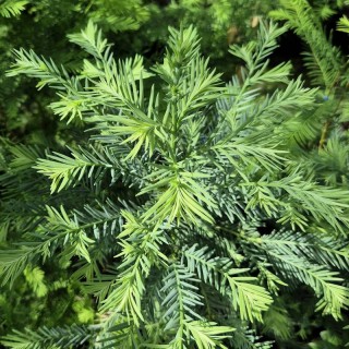 Sequoia sempervirens 'Korbel KT'